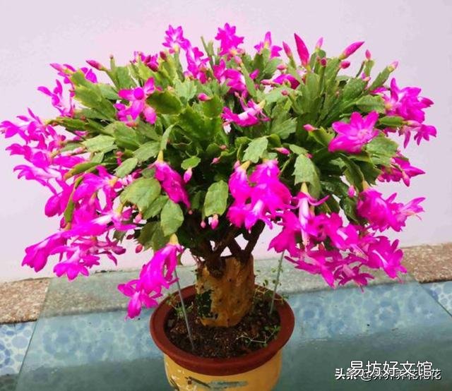 蟹爪兰长出花苞半个多月，为什么一直没有开放出来呢？
