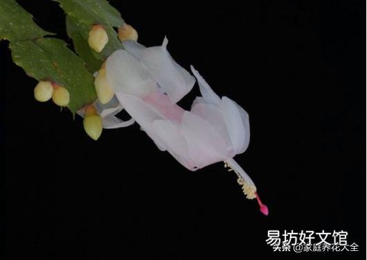 买回的蟹爪兰养殖半月多花苞全部干瘪,怎样让它再次生苞开花呢?