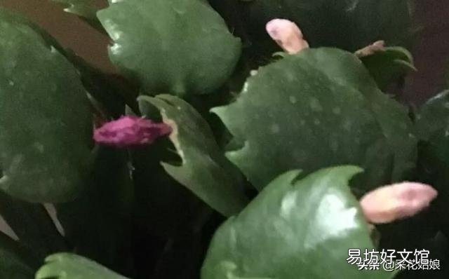 买回的蟹爪兰养殖半月多花苞全部干瘪,怎样让它再次生苞开花呢?