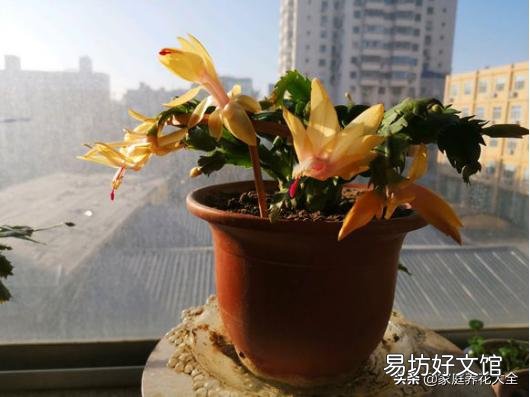 买回的蟹爪兰养殖半月多花苞全部干瘪,怎样让它再次生苞开花呢?