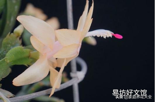 买回的蟹爪兰养殖半月多花苞全部干瘪,怎样让它再次生苞开花呢?