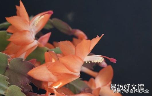 买回的蟹爪兰养殖半月多花苞全部干瘪,怎样让它再次生苞开花呢?