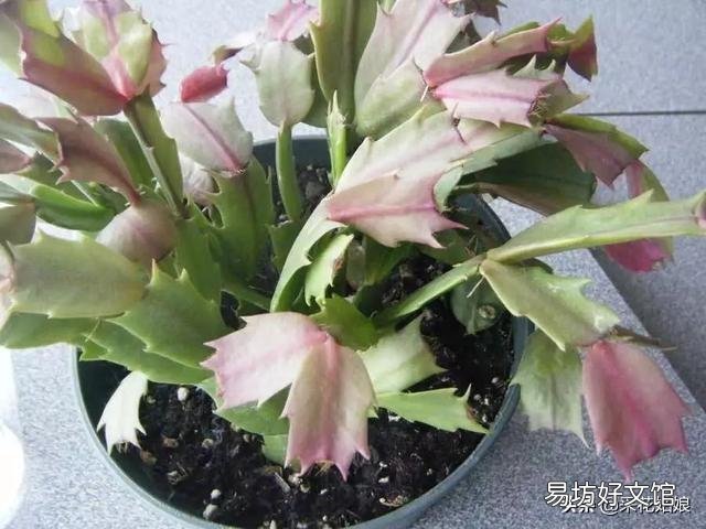 买回的蟹爪兰养殖半月多花苞全部干瘪,怎样让它再次生苞开花呢?