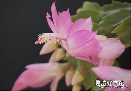 买回的蟹爪兰养殖半月多花苞全部干瘪,怎样让它再次生苞开花呢?