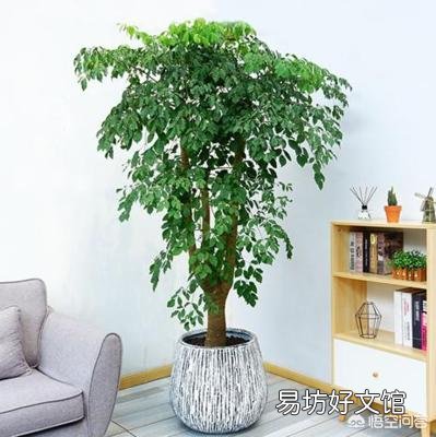 幸福树怎么养?