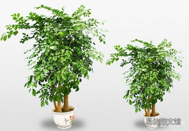 幸福树怎么养?