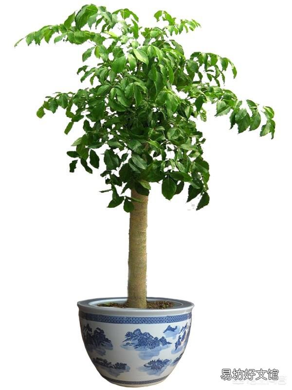 幸福树怎么养?
