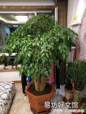 幸福树怎么养?