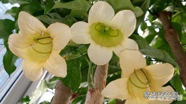 幸福树怎么养?