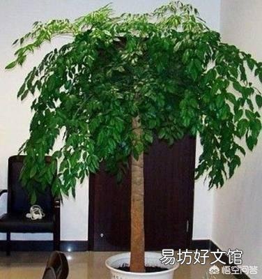 幸福树怎么养?
