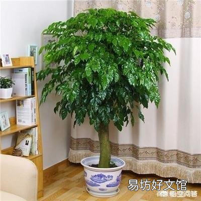 幸福树怎么养?