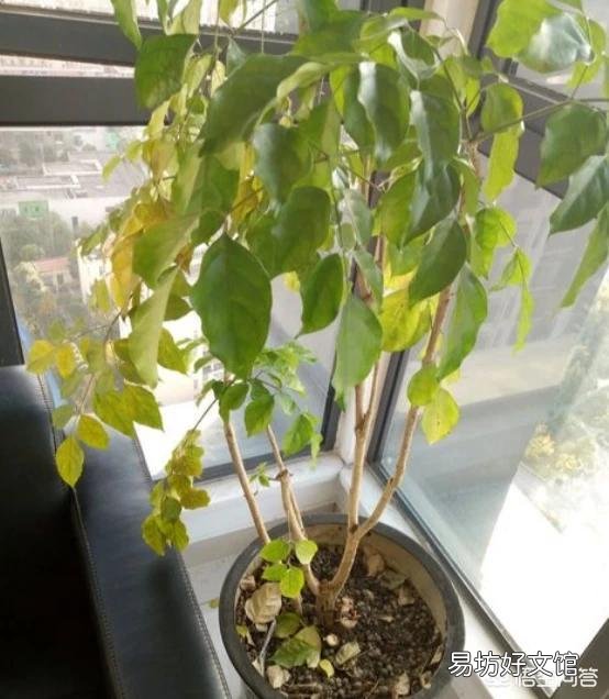幸福树怎么养?