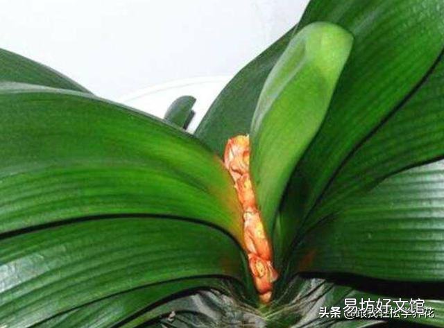 君子兰花茎抽不出来,花朵藏在叶子中,怎么抽出来?