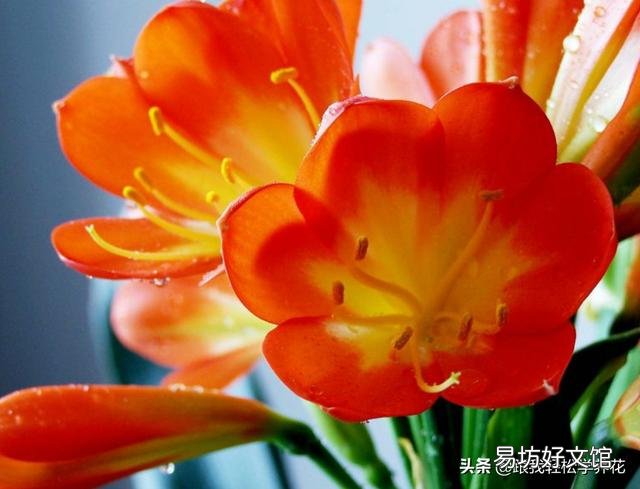 君子兰花茎抽不出来,花朵藏在叶子中,怎么抽出来?