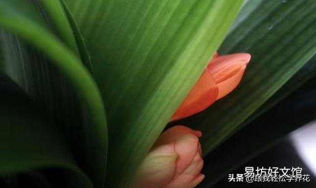 君子兰花茎抽不出来,花朵藏在叶子中,怎么抽出来?