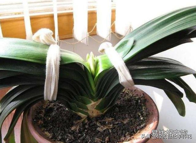 君子兰花茎抽不出来,花朵藏在叶子中,怎么抽出来?