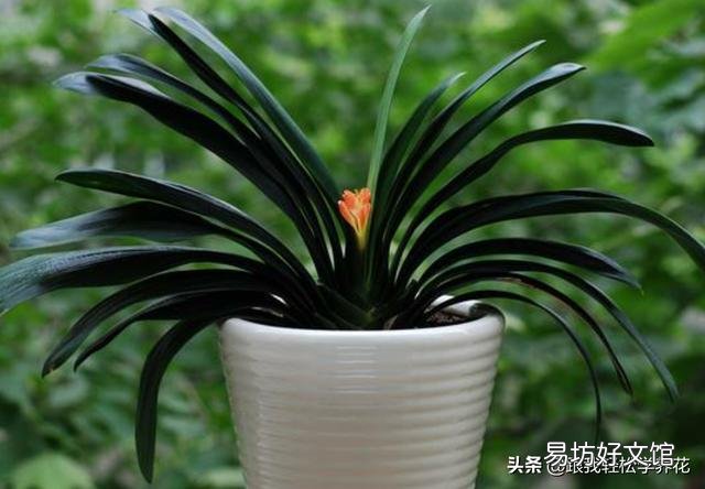 君子兰花茎抽不出来,花朵藏在叶子中,怎么抽出来?