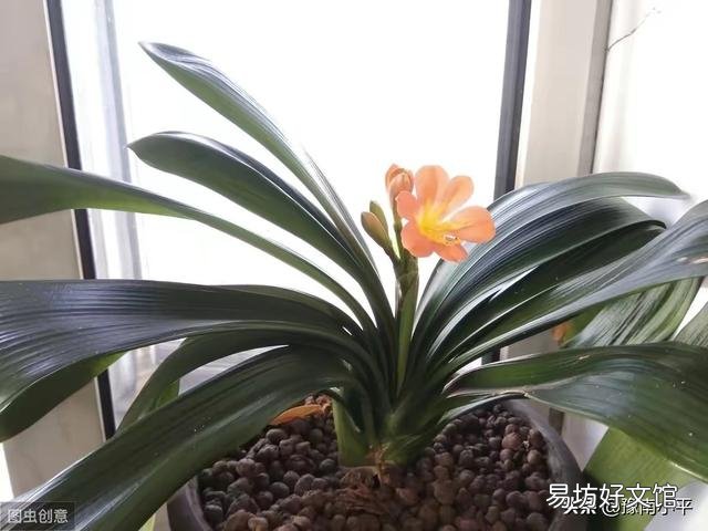 君子兰花茎抽不出来,花朵藏在叶子中,怎么抽出来?