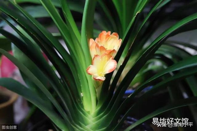君子兰花茎抽不出来,花朵藏在叶子中,怎么抽出来?