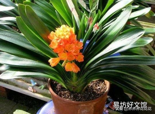君子兰花茎抽不出来,花朵藏在叶子中,怎么抽出来?