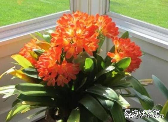 君子兰花茎抽不出来,花朵藏在叶子中,怎么抽出来?