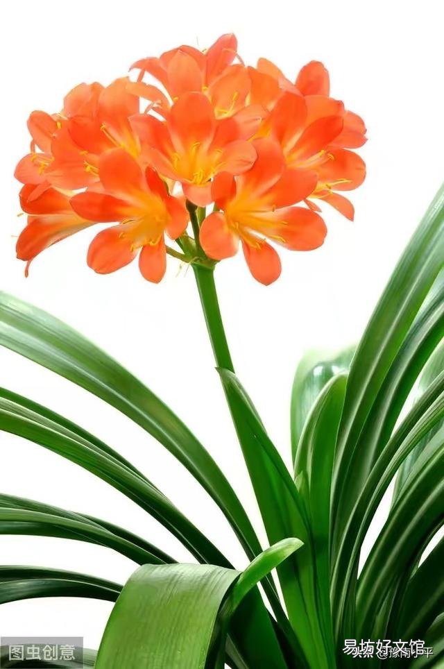 君子兰花茎抽不出来,花朵藏在叶子中,怎么抽出来?