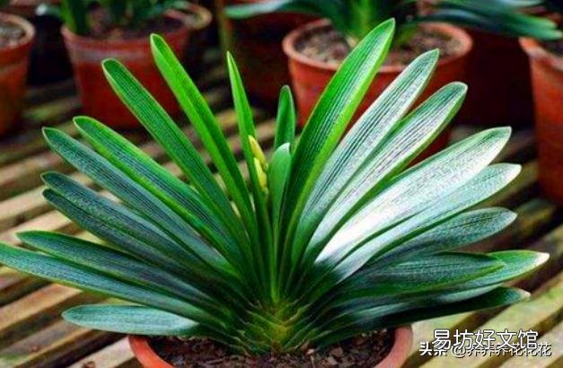 君子兰花茎抽不出来,花朵藏在叶子中,怎么抽出来?