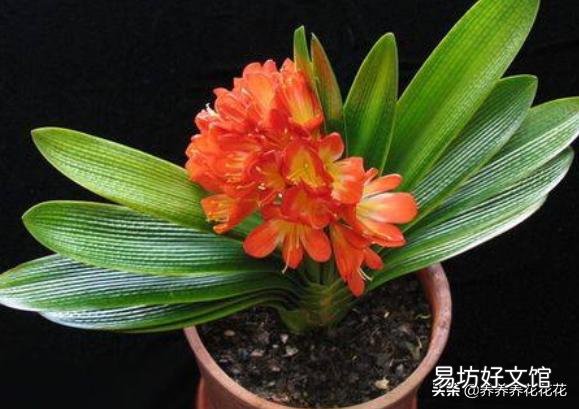 君子兰花茎抽不出来,花朵藏在叶子中,怎么抽出来?