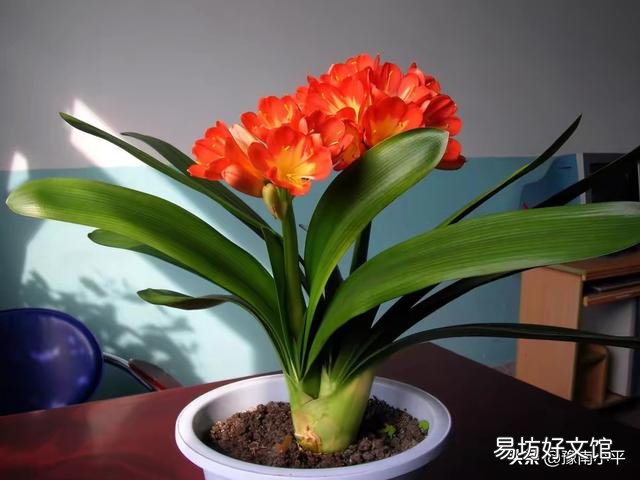 君子兰花茎抽不出来,花朵藏在叶子中,怎么抽出来?