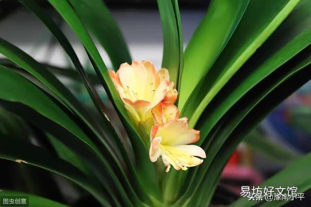 君子兰花茎抽不出来,花朵藏在叶子中,怎么抽出来?