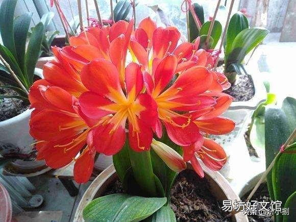 君子兰截头30天了,还会发芽吗?怎样养护?