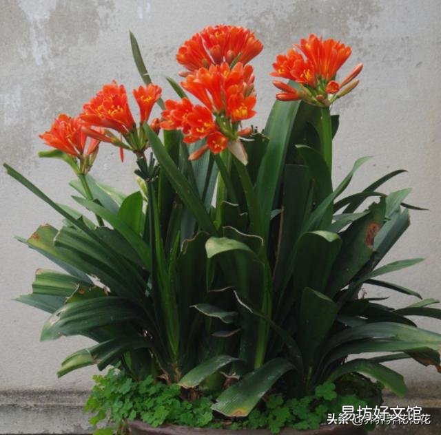 君子兰截头30天了,还会发芽吗?怎样养护?
