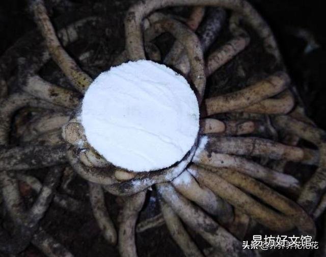 君子兰截头30天了,还会发芽吗?怎样养护?