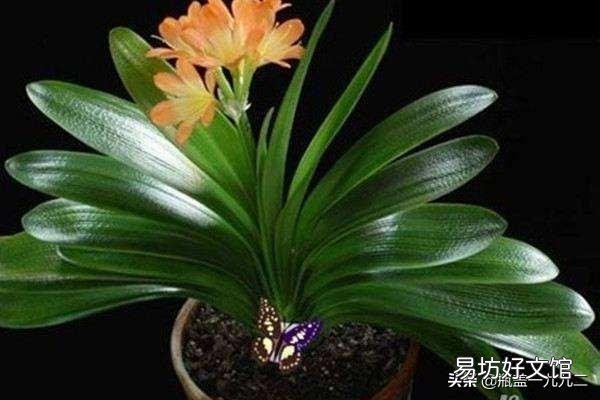 君子兰该如何养护才不容易烂根?