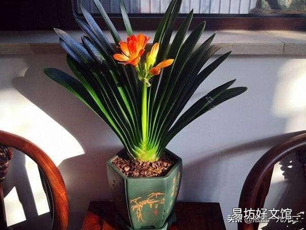 君子兰该如何养护才不容易烂根?