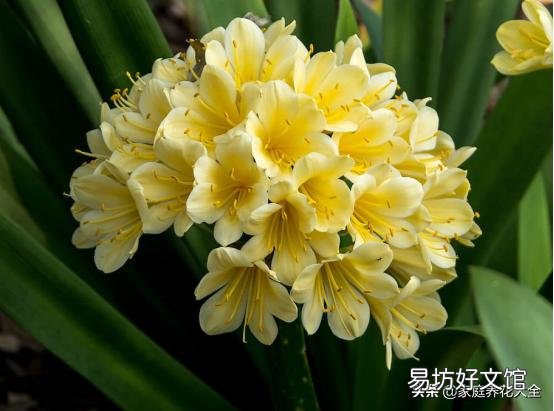 君子兰该如何养护才不容易烂根?
