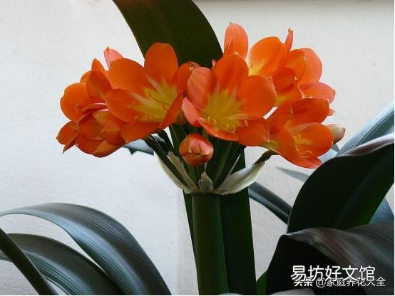君子兰该如何养护才不容易烂根?