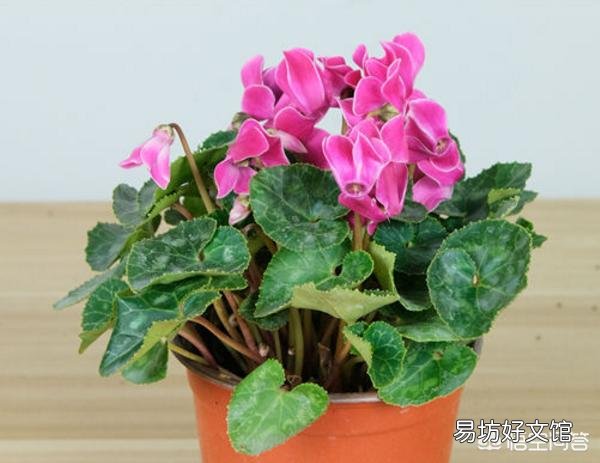 仙鹤来花不打花骨朵咋办?