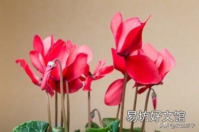 仙鹤来花不打花骨朵咋办?