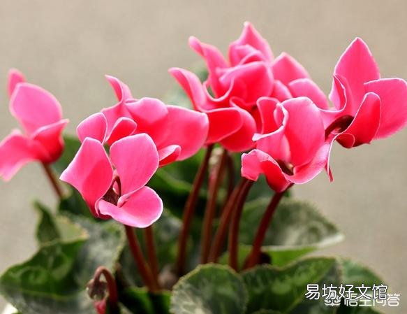 仙鹤来花不打花骨朵咋办?