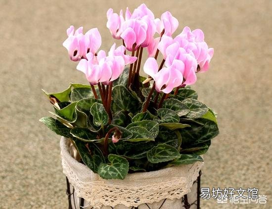 仙鹤来花不打花骨朵咋办?