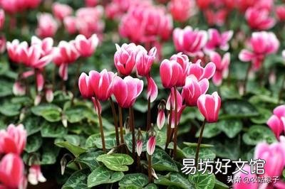 仙鹤来花不打花骨朵咋办?