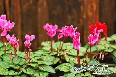 仙鹤来花不打花骨朵咋办?