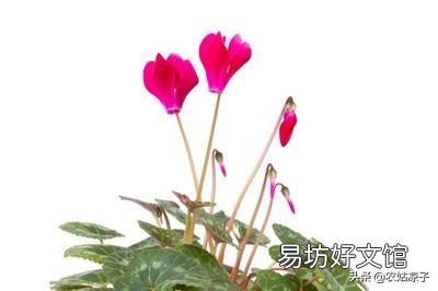 仙鹤来花不打花骨朵咋办?
