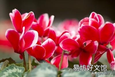 仙鹤来花不打花骨朵咋办?