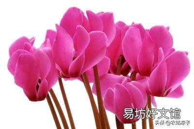 仙鹤来花不打花骨朵咋办?