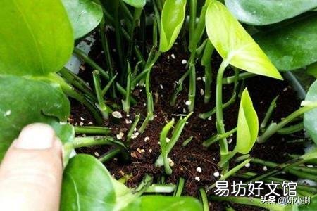 绿萝冬天能扦插吗?
