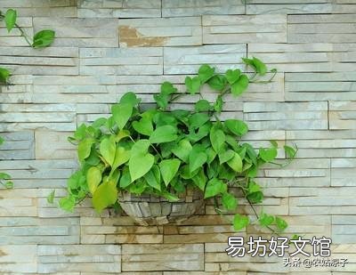绿萝冬天能扦插吗?