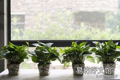 绿萝冬天能扦插吗?