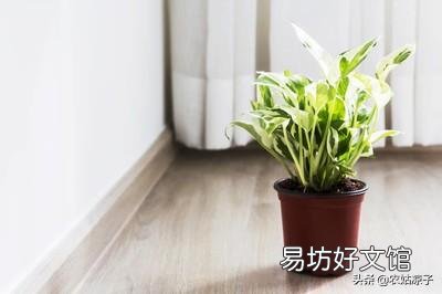 绿萝冬天能扦插吗?